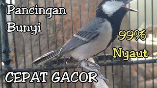 Download lagu Pancingan ampuh suara gelatik batu cepat gacor mp3