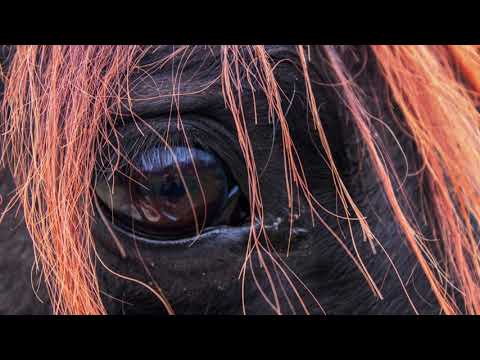 318CHA$E & Astro Jvckson & Fame Shakur - Dear You, I cant live without you