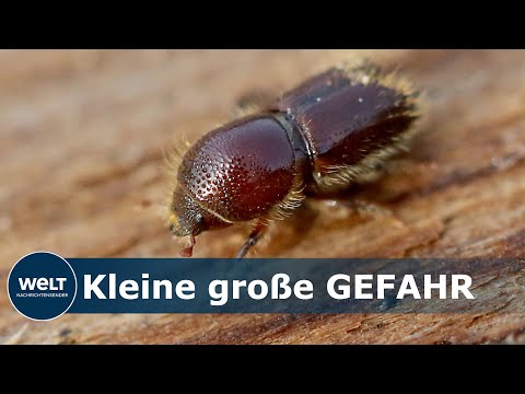 WÄLDER IN GEFAHR: Borkenkäfer befallen tausende Bäume in Deutschland