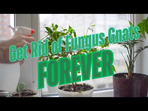 Fungus Gnat FOOLPROOF Solution | Guaranteed To Work!