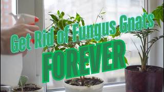 Fungus Gnat FOOLPROOF Solution | Guaranteed To Work!