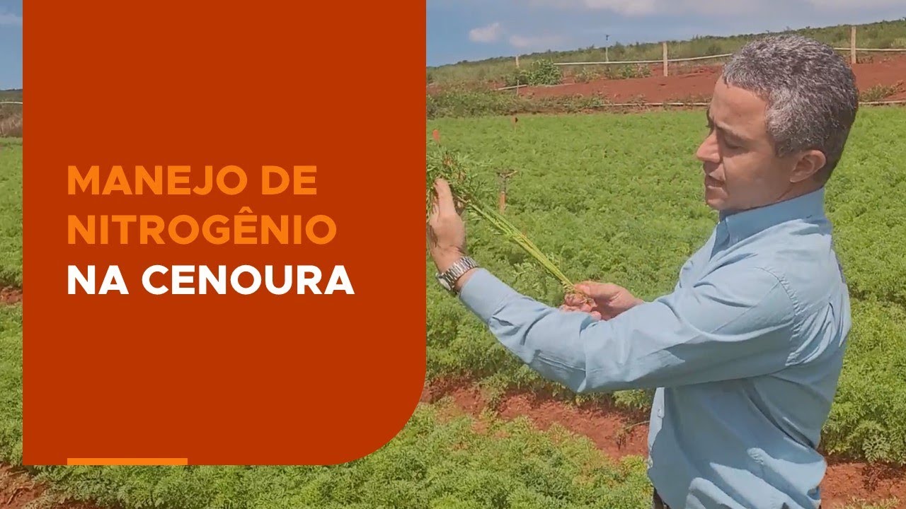 Manejo de nitrogênio na cenoura