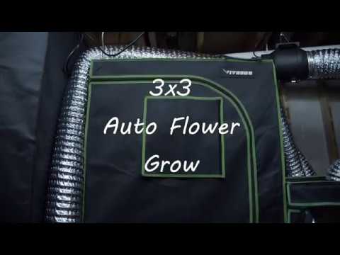 3x3 Auto Flower Grow - Week 2 Grow 1