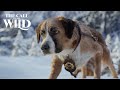 The Call of the Wild | Wild Places Clip | 20th Century Studios
