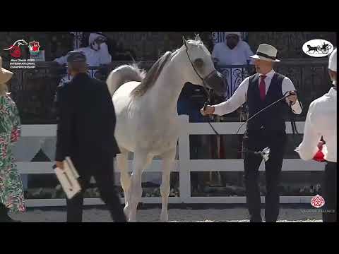 N 295 JAYAN DE NAUTIAC   Abu Dhabi International Arabian Horse Championship 2021   Stallions 7+ Year