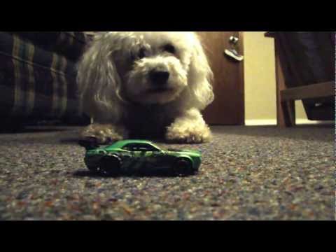 My Dog Jake playing with his Hotwheel car