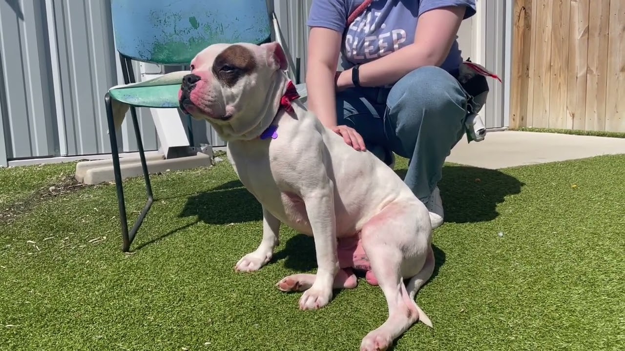 Enlarge Spike, a ADOPTABLE Mixed Breed in Lansing, MI video 6/6