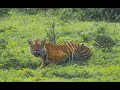 Tigers Behavior After Successfully Hunting A Bison Wildlife Documentary Bandipur Tiger Reserve