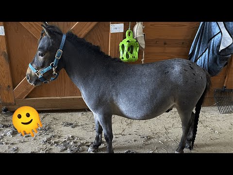 This Tiny Pony Rules the Farm—and He’s Absolutely Right