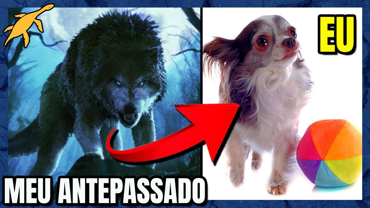 ORIGEM e EVOLUÇÃO dos CÃES