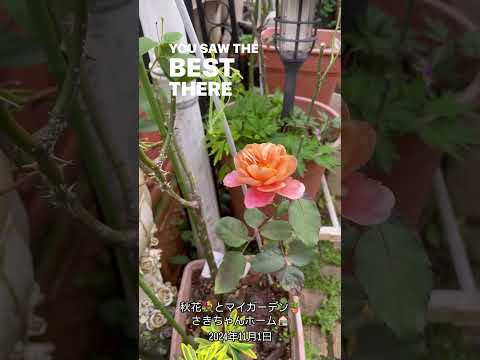 一年中花を咲かせる観葉植物は何ですか?美しい季節を自宅で過ごすためのトップ 6!  庭園