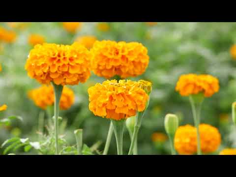 Gentle Blooming of Spring Flowers in 4K - Deep Relaxation to Spring Nature Colors & Sounds