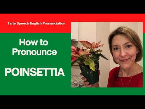 如何給❤️ POINSETTIA ❤️發音-美式英語發音課程 (How to Pronounce ❤️ POINSETTIA ❤️ - American English Pronunciation Lesson)