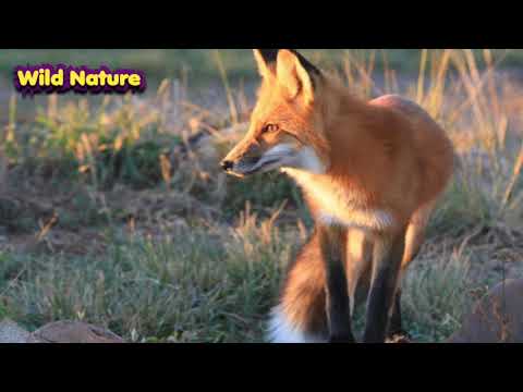 Fox(lomri) sher ki ayadat.tibbi fawaid.