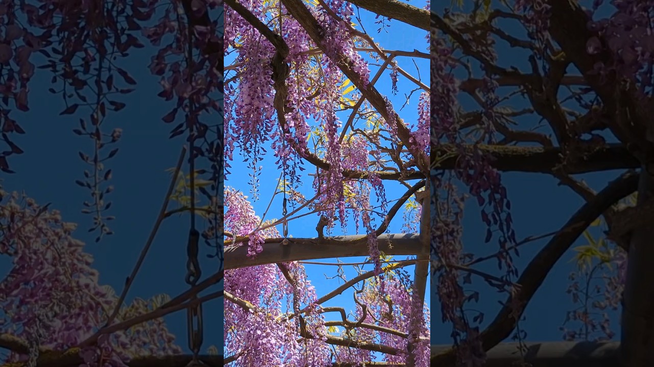 YouTube Short thumbnail