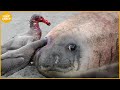 30 Most Cruel Moments Of Wild Animals Caught On Camera | Animal Documentary