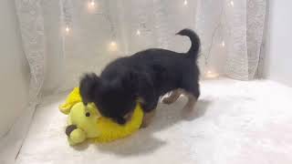 ハーフ犬の動画01