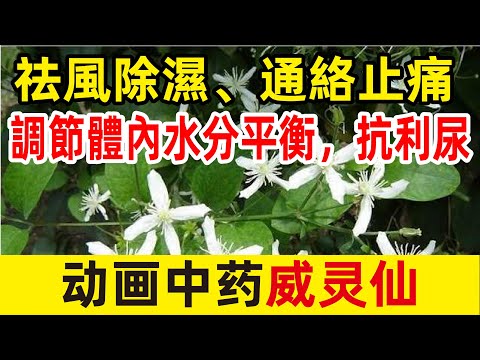 威灵仙威灵仙是一种中药，具有通络止痛、祛风湿等功效。它味辛、咸，性温，适用于治疗风湿痹证、跌打伤痛、胃脘痛、牙痛、头痛等病症。#中医 #医学科普 #涨知识 #养生 #健康 #药膳 #知识分享