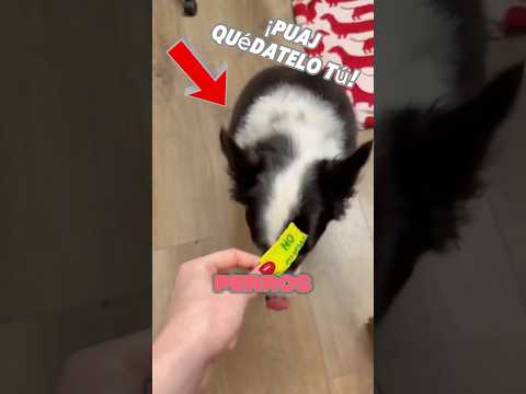 ¡La Venda Que Todo Perro Odia! 🐕😝 #shorts