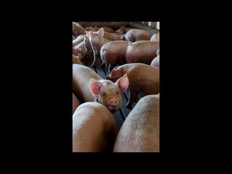Pig Grunting Sounds! 4 Hours - Relaxing White Noise