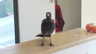 preview picture of video 'Juvenile Magpie in our kitchen!'