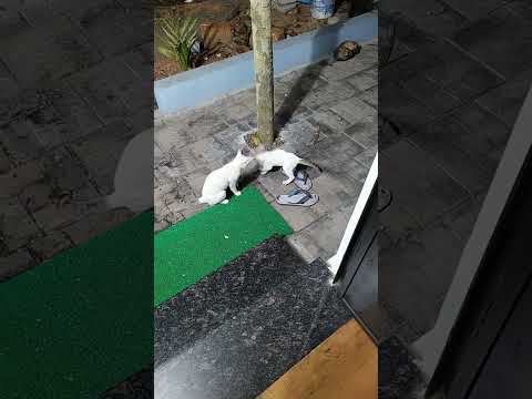 Excellent Game. Crazy Cat Videos @CaptBinoyVarakil