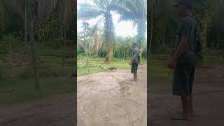 Download lagu sabung ayam Cinderella mp3