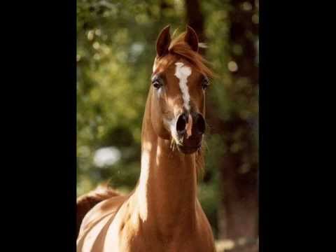 Waiting for Avalon Misst's next foal sired by Shamael Apal - Due to August 2013