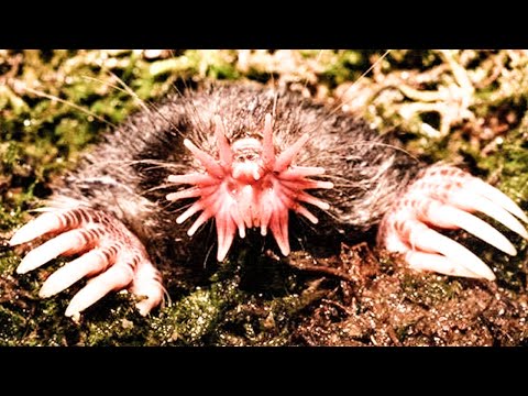 12 Deep Underground Animals You've Never Seen