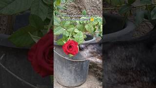 Cachorro beija flor 🌷