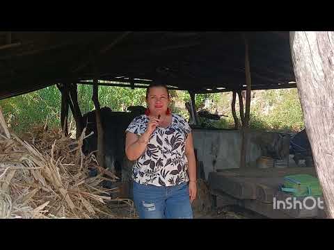 Molienda Jorge Barahona, Cantón San Luis Arriba, Mercedes La Ceiba, La Paz.