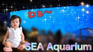 S.E.A Aquarium August 2020
