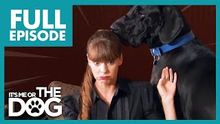 Massive Great Danes Cause Chaos Everywhere They Go! | Full Episode USA | It