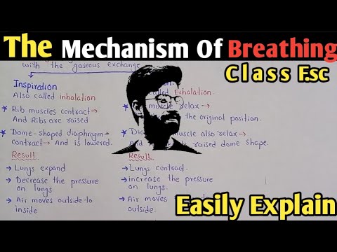 The Mechanism Of Breathing | Inspiration | Expiration | Class 11 Biology