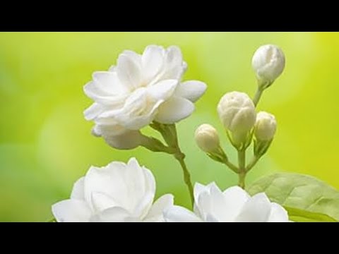 لك وحدك | التزمه .