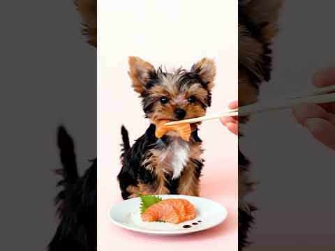 What I Ate Today? Salmon Sashimi. #mukbang #asmr #yorkie #eating