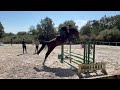 4 ans hongre par Kassander Van Roosaker x Silvio