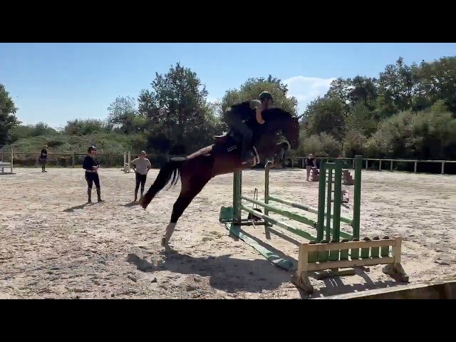 4 ans hongre par Kassander Van Roosaker x Silvio 