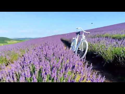 Lavander | BioLavanda | Delureni Urmenis | Bistrita Romania