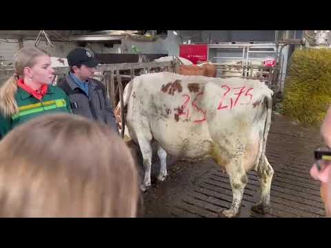 Too skinny, or ok? Learn more at cowsignals.com! Rumen score: 3? Not bad. 3,5 is better.