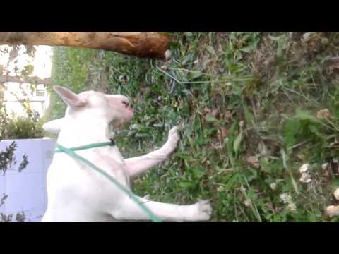 bull terrier 2015 JOHNJOHN