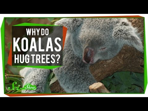 なぜコアラは木を抱きしめるのか？ (Why Do Koalas Hug Trees?)