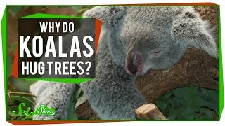 Why Do Koalas Hug Trees?