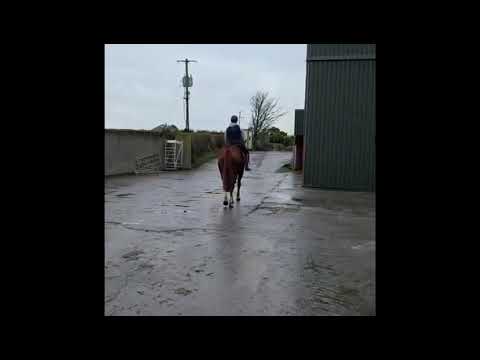 16.3 Draught Horse - Image 2