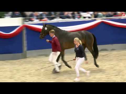 I'm Santos He'las ( I'm Special de Muze - Casall- Quidam de Revel)