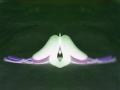 Pingu Season 1 Episode 18 In Blind Major
