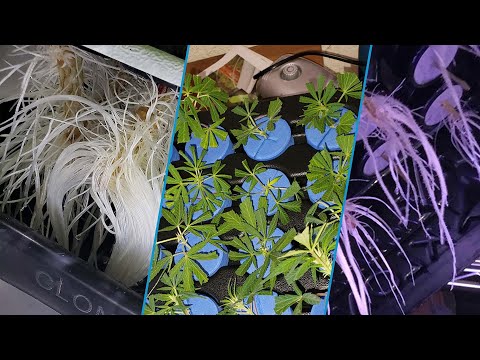 Top 10 Cloning Machine in 2025(Best Sellers)