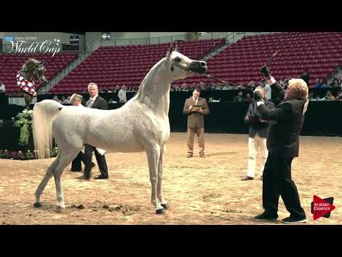 N.188 PERFINKA - LAS VEGAS 2019 - Arabian World Cup Senior Breeding Mares (Class 116).mp4