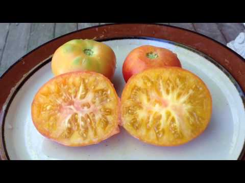 download lagu mp3 mp4 Russian Swirl Tomato, download lagu Russian Swirl Tomato gratis, unduh video klip Russian Swirl Tomato