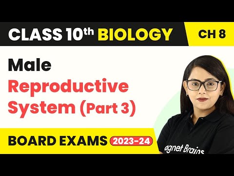 Class 10 Biology Chapter 8 | Male Reproductive System (Part - 3)